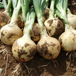 Onion - Santero F1 - Kings Seeds Pictorial Pack - 200 Seeds - Picture 1 of 1