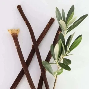 3 of Zaitoon Olive Herbal Miswak | Natural olive Toothbrush stick | - Picture 1 of 8