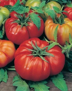 Organic Tomato Costoluto Fiorentino Seeds - 50 Seeds per Pack, Non-GMO - Picture 1 of 3