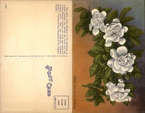 VTG Tropical Florida Post Card-Gardenias -  Unused - Picture 1 of 1