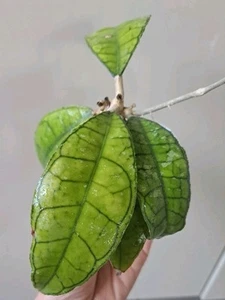 Hoya Perak perak Malaysia (Teddybear) - Bild 1 von 4