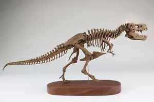 1:35 Scale Tyrannosaurus Skeleton Model 3D Printed Dinosaur Animal Scene Decor - Picture 1 of 8