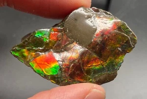 4.3 cm Fossil Ammolite with mosasaur bite mark - ammonite, Alberta, Canada . - Picture 1 of 5