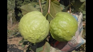 Guayaba híbrida BeauFlora (guayaba tailandesa-7, planta de capas) 1 planta de raíz desnuda - Imagen 1 de 1