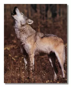Gray Wolf Howling Standing in Grass Photo Wall Picture 8x10 Art Print - Picture 1 of 1