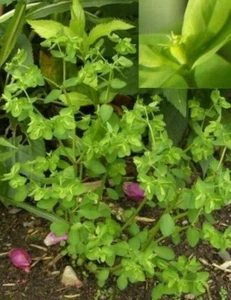 EUPHORBIA PEPLUS "Radium Weed" "Cancer Weed" Healing Herb Succulent Plant - Picture 1 of 2