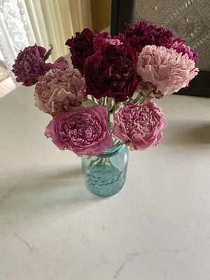 PEONIES * DRIED FLOWER Bunch BOUQUET Bundle USA Grown Assorted PEONY Mix Auc#2 - Image 1 of 4