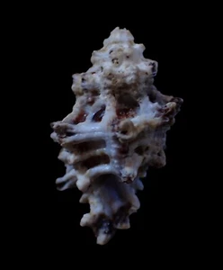 Sea shells- Muricodrupa fiscella- 28mm - Picture 1 of 2