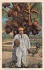 Tropical FL Florida 1920s Coconut Tree Chubby Man White Suit Vtg Postcard P3