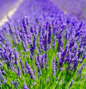 Lavender Common English 1200 Seeds - Picture 1 of 1