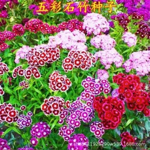 Colorful Stone Bamboo Seeds 1 pack of approximately 1000 pills 石竹花种子 - Picture 1 of 16
