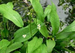 European Water-plantain - Mad-dog Weed- Alisma plantago-aquatica-25+ seeds E 098