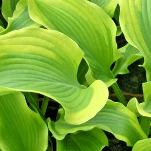 20 SEMI ATLANTIS HOSTA - Hosta sieboldiana 'Atlantis' - Foto 1 di 5