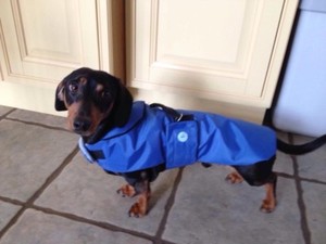 dachshund coats ebay