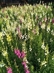 SNAPDRAGON Magic Carpet Mixed 230+ Seeds FLOWER GARDEN cottage border PERENNIAL - Picture 1 of 4