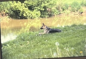 Vintage Photo Slide Kirsha German Shepherd Puppy Dog Laying By Pond - Picture 1 of 2