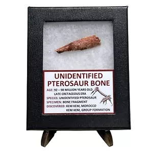 Unidentified Pterosaur Bone - Picture 1 of 1