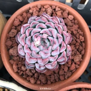Cuspidata Tough 7cm pot Echeveria succulent 20% price - Picture 1 of 8