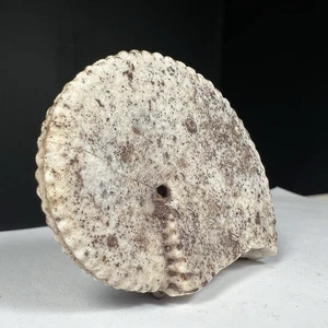 51G  COLLECTION WHOLE PERMIAN THIN AMMONITE FOSSIL LIKE A BISCUIT MOLLUSCA TIMOR - Picture 1 of 20
