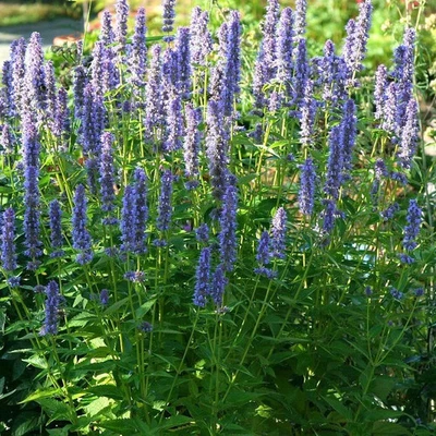 MESARBUSTES.COM Agastache 'Blue Fortune' - Brittonastrum bleu lavande