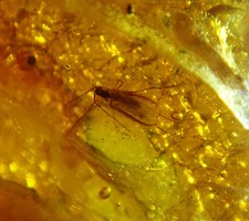 FOSSIL raw baltic amber stone rare genuine insect inclusion (i1180