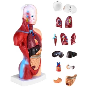 Anatomiemodell Mensch 15 Teile Torso Gehirn Organe Medizinstudent Lehrer - Bild 1 von 2