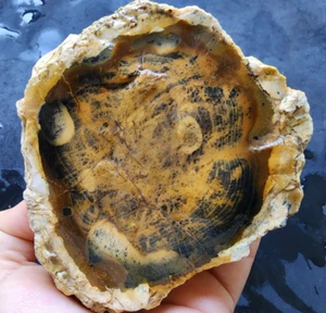 24.02 oz (681 gr) Petrified Yellow Opal, Opalized Petrified Wood, Opalized Wood - Picture 1 of 15