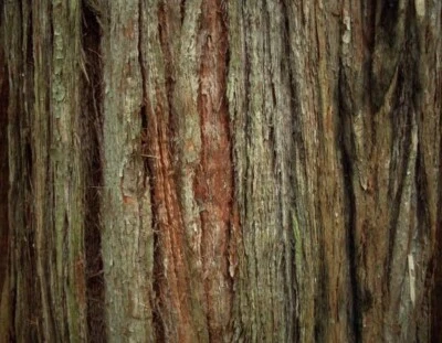 TURPENTINE TREE 200 SEEDS SYNCARPIA GLOMULIFERA NATIVE FLOWERING TREE - Image 1 of 4