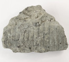 Unknown Fossil Invertebrate - Likely Waldron Shale?