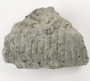 Unknown Fossil Invertebrate - Likely Waldron Shale? - Picture 1 of 16
