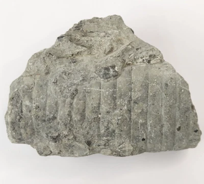 Unknown Fossil Invertebrate - Likely Waldron Shale? - Image 1 of 4