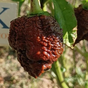 Big Black Mama , 10 semillas , Capsicum chinense (417) - Picture 1 of 1