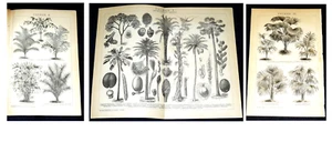 BLUMEN & PFLANZEN Palmen Litho 1894 - Bild 1 von 1