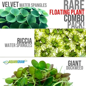 Rare Floating Plant Combo (Velvet & Riccia Water Spangles and Giant Duckweed) - Picture 1 of 6