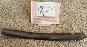 Ice Age Woolly MAMM0TH RIB prim. Butcher Marks From Ice Age People F0SSIL R9 - Picture 1 of 3