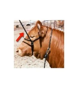 Halter con cuerda de plomo negro 10 pies en animal - Imagen 1 de 1