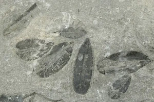 Outstanding Graptolite Plate 9.7" 2 species Ordovician Utah UT COA 5528 - Picture 1 of 5