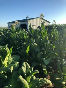 Virginia Gold Tobacco Seeds (approx. 5,000 seeds) Non-GMO - Picture 1 of 4