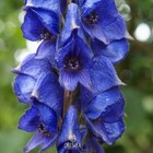 Aconitum napellus 30+ PCS fresh seeds, Monkshood, Wolfsbane, Aconite seeds