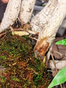 Bonsai Grove Fig Trees - Picture 1 of 10