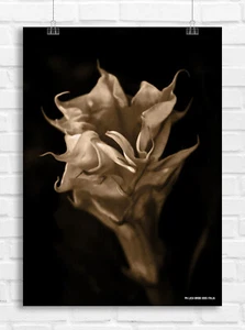 Poster Fotografia d'Autore Decor Photography on paper - Flower - Foto 1 di 9