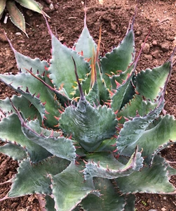 Agave "ShawPot" Starter Plant! HUGE Red Teeth! Incredible Hybrid! RARE! 3"-4" Wd - Picture 1 of 13