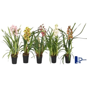 1 Orquidea Cymbidium SURTIDA SIN FLOR ACTIVA planta tolerante al frio - Bild 1 von 2