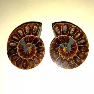 Phylloceras geschnitten Poliert Ammonit Ammoniten Nautilid Nr.K35 Perlboot - Bild 1 von 1