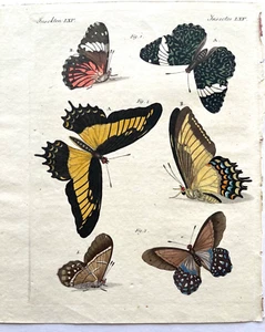 Rare ca 1795 Bertuch Hand-Colored Copper Plate BUTTERFLY Engravings - YOU SELECT - Picture 1 of 4