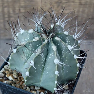 D1972 ASTROPHYTUM CAPRICORNE maceta 10-H9-W11 cm MaMa Cactus - Imagen 1 de 4