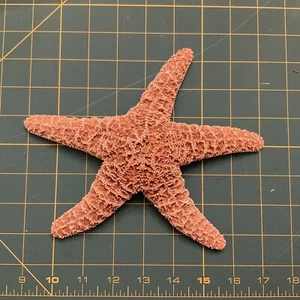Real Dried Starfish Seashell Nautical Decor 7” X 8” Large Ocean Beach Fossil - Picture 1 of 5
