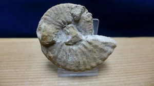GEOLOGICAL ENTERPRISES Cretaceous fossil cephalopod  Pervinquieria aguilerae Tex - Picture 1 of 4