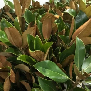 Fresh Live Magnolia Leaves - Picture 1 of 2