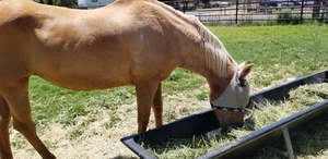 ADJUSTABLE HORSE FLY MASK  80% UV BLOCKING, mini burro, mini horse fly masks. - Bild 1 von 5